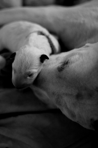 Amjel - Bull Terrier - Portée née le 27/09/2010