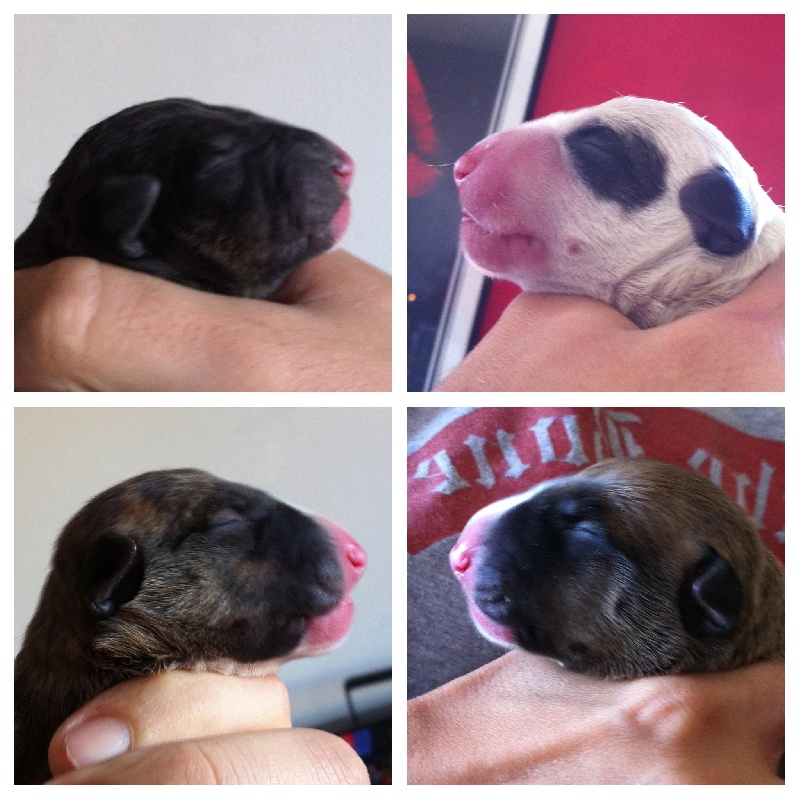 Amjel - Bull Terrier - Portée née le 14/10/2011