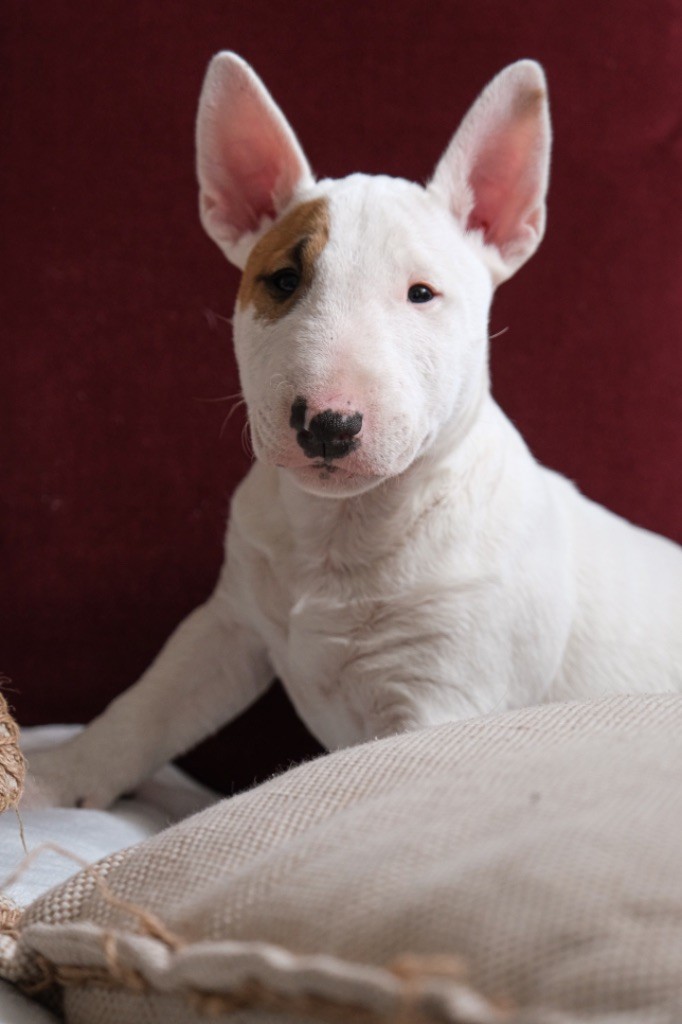 Amjel - Chiot disponible  - Bull Terrier Miniature