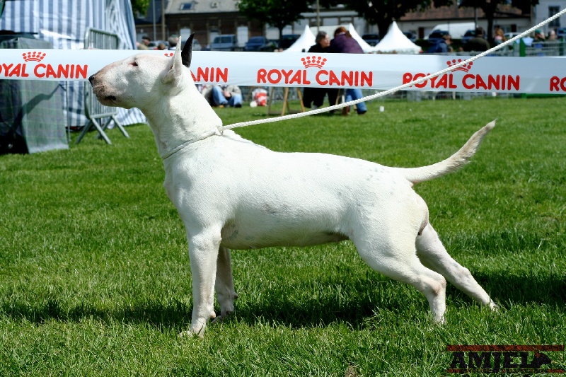 Amjel Crooks n Castle