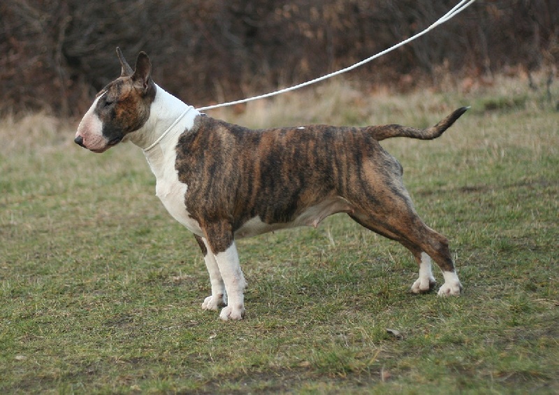 Bébé d amour amjel bull position