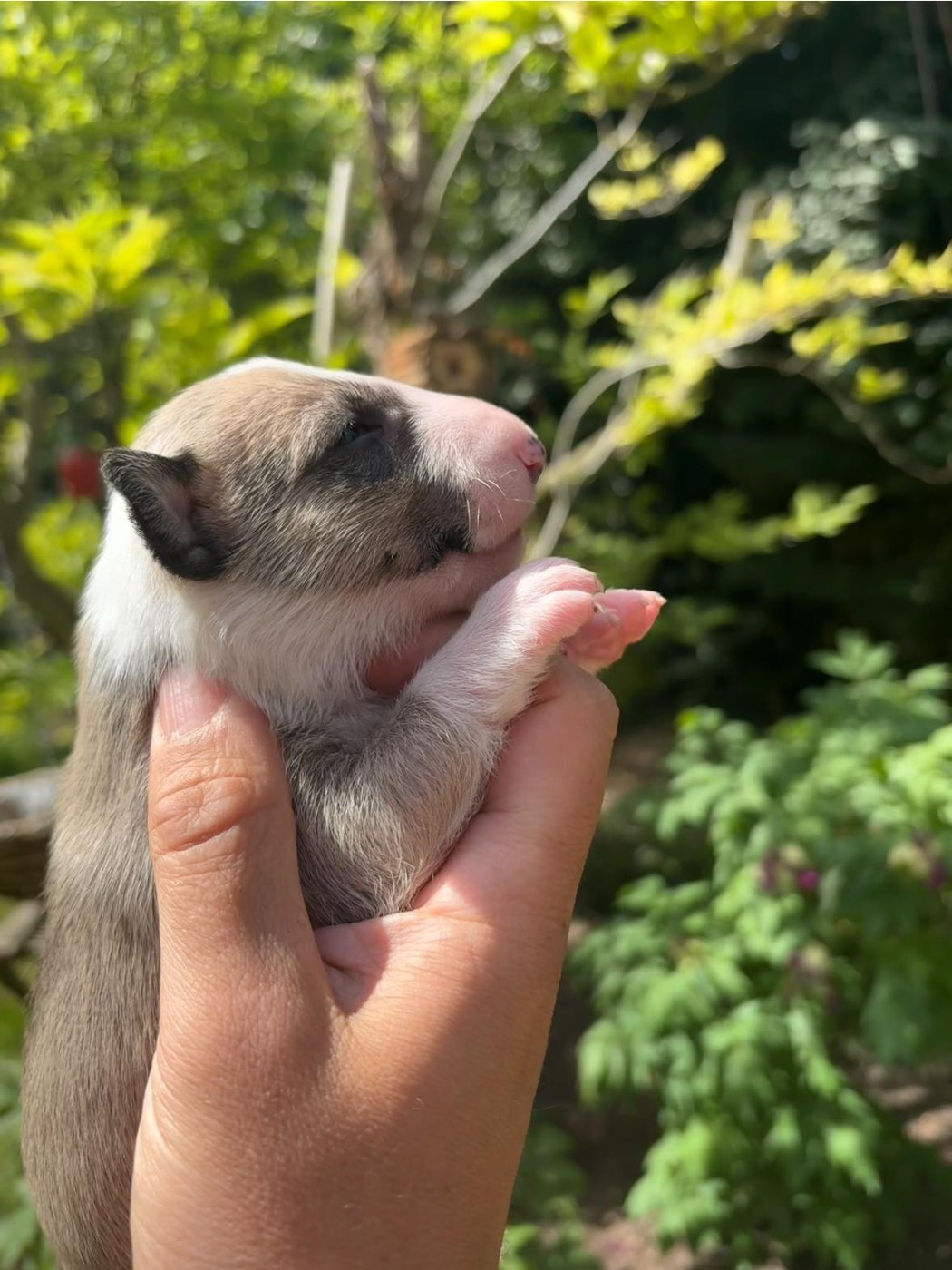 Amjel - Chiots disponibles - Bull Terrier Miniature