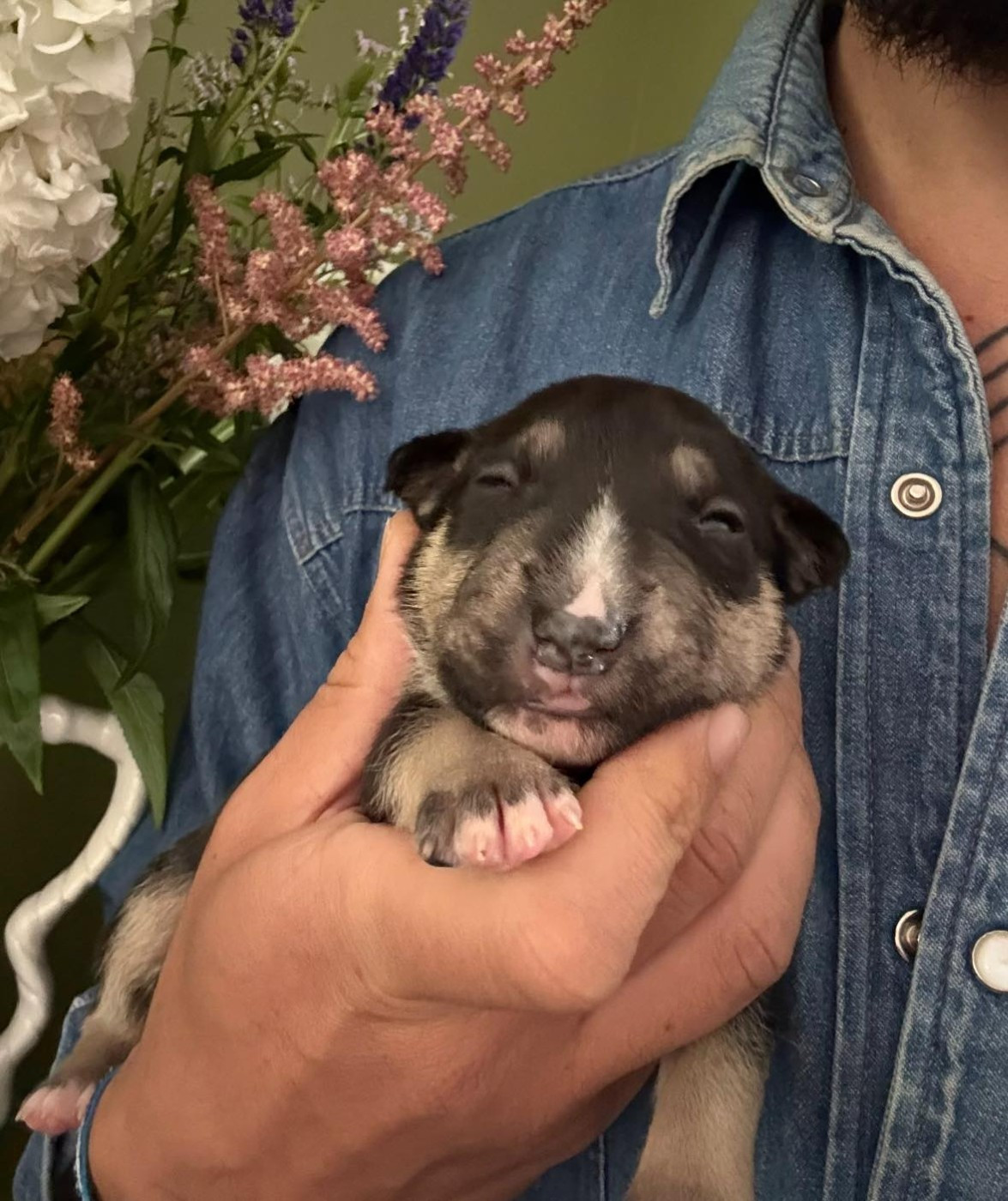 Amjel - Chiots disponibles - Bull Terrier Miniature