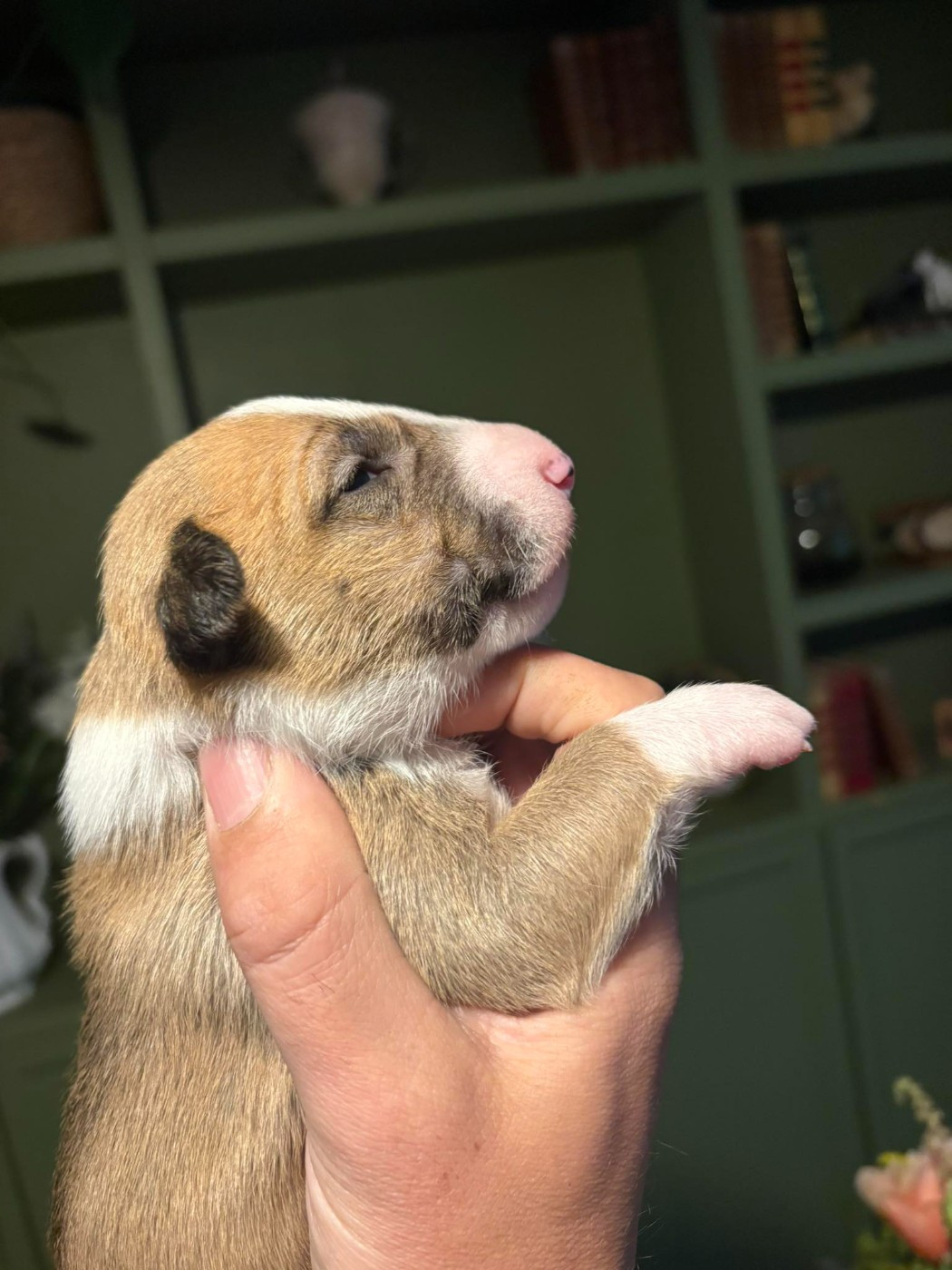 Amjel - Chiots disponibles - Bull Terrier Miniature