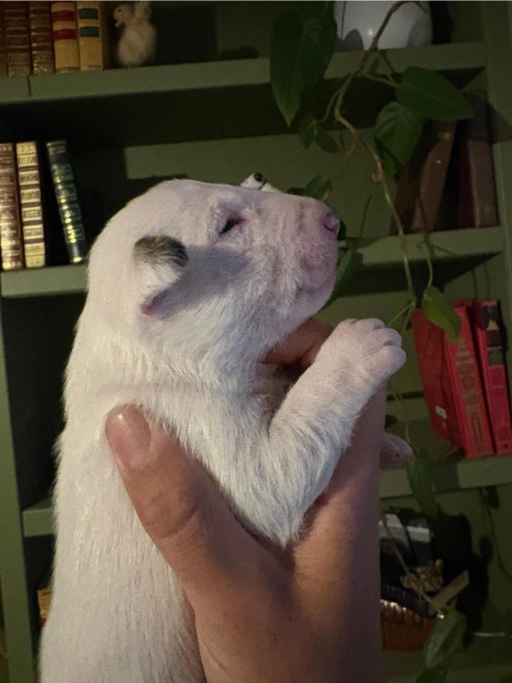 Amjel - Chiots disponibles - Bull Terrier Miniature