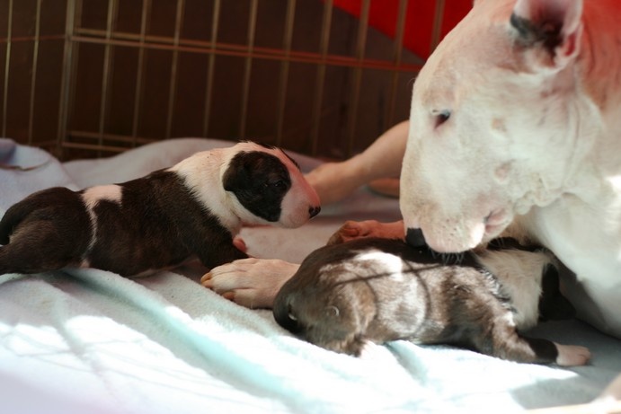 Amjel - Bull Terrier - Portée née le 23/07/2009
