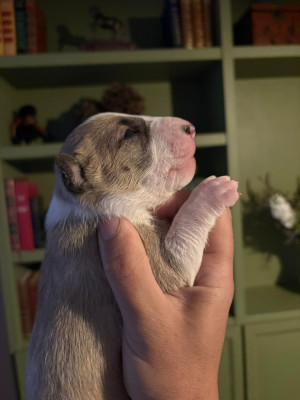 CHIOT 2