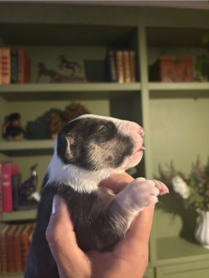 CHIOT 6