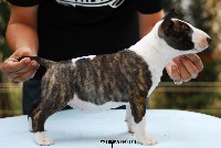 CHIOT